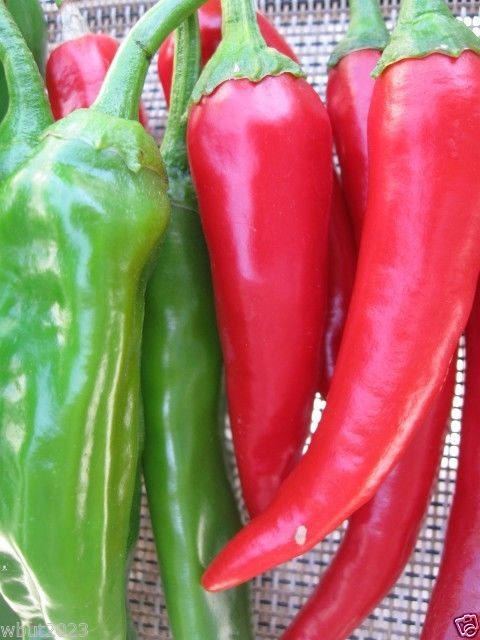 พริกเกาหลี Go-Chu Korean Pepper ชุดละ 10 เมล็ด