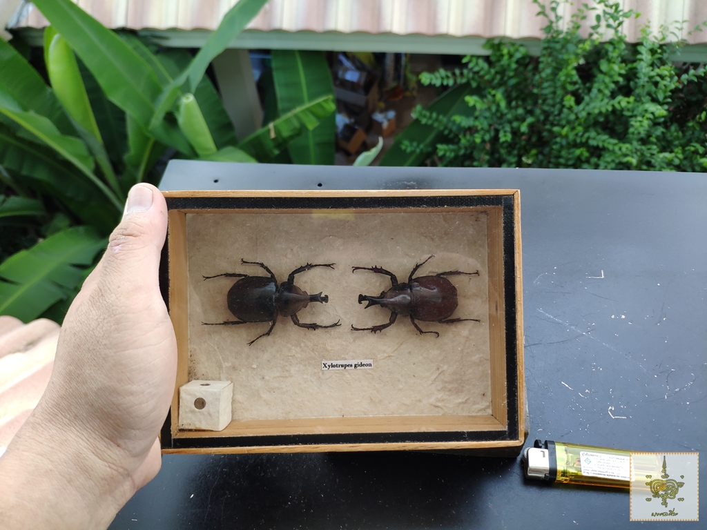 ด้วงกว่าง แมลงสต๊าฟ