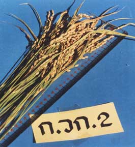 เมล็ดพันธุ์ข้าวญี่ปุ่น ก.วก2