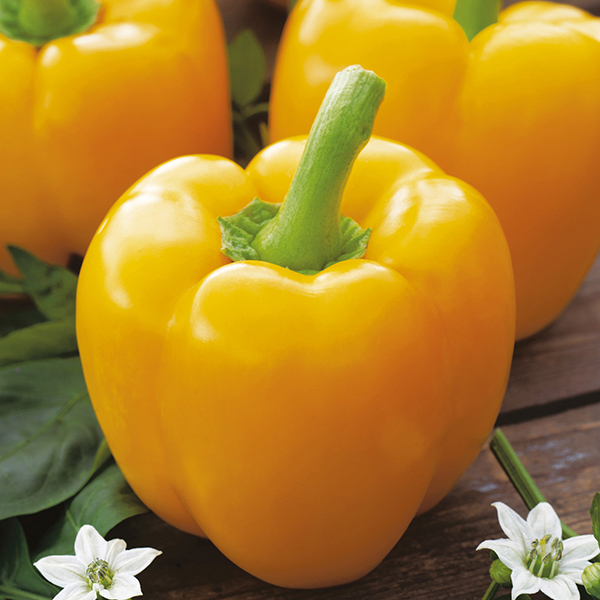 เมล็ดพันธุ์พริกหวานแคลิฟอร์เนียสีเหลือง Yellow Sweet Pepper 20-25 เมล็ด