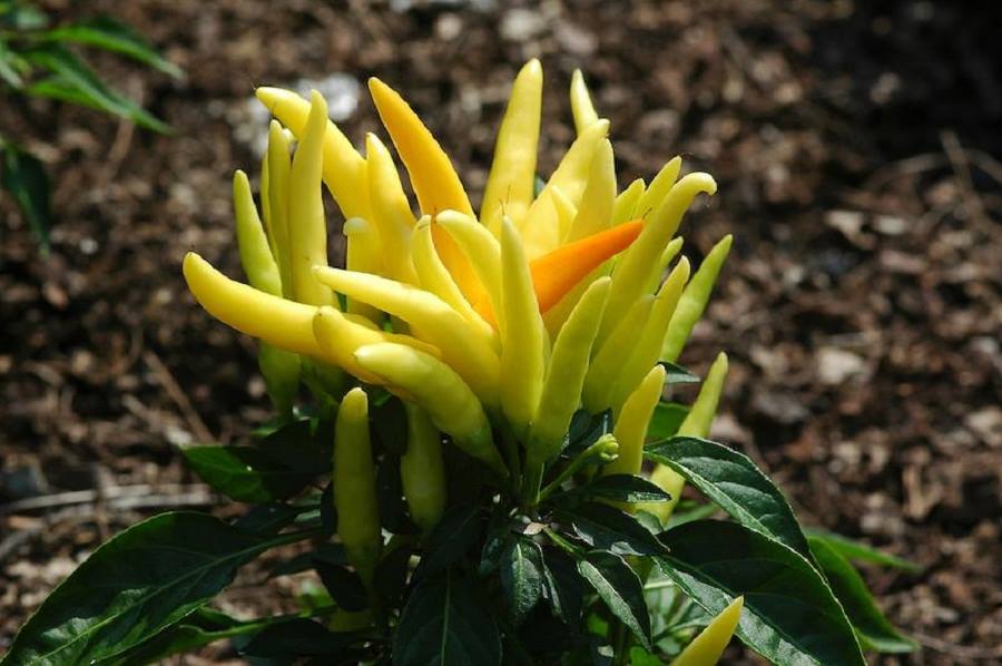 พริกช่อ สีเหลือง Yellow capsicum annuum 20 เมล็ด