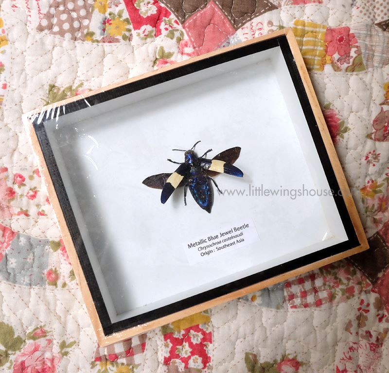 ++ แมลงสต๊าฟ กล่องแมลง แมลงทับสีน้ำเงินเมทัลลิค (Chrysochroa castelnaudi) // แบบกางปีก ++