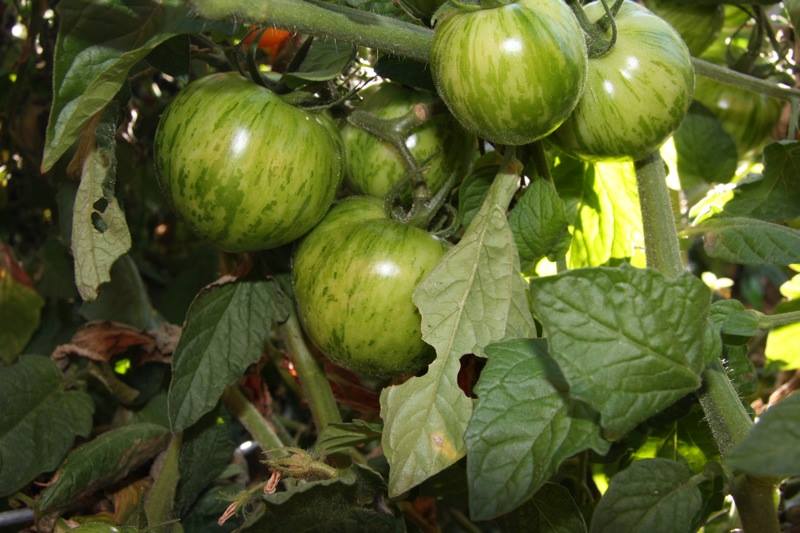 มะเขือเทศ พันธุ์กรีน ซีบร้า Green Zebra tomato 10 เมล็ด