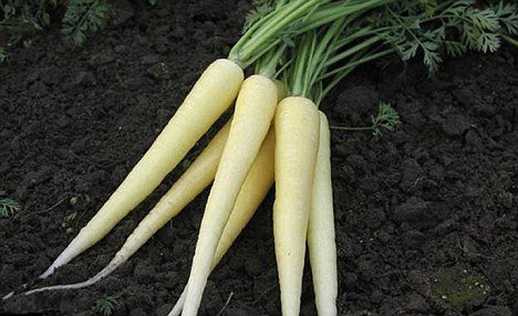 เมล็ดแครอทสีขาว Lunar White Carrot 100 เมล็ด