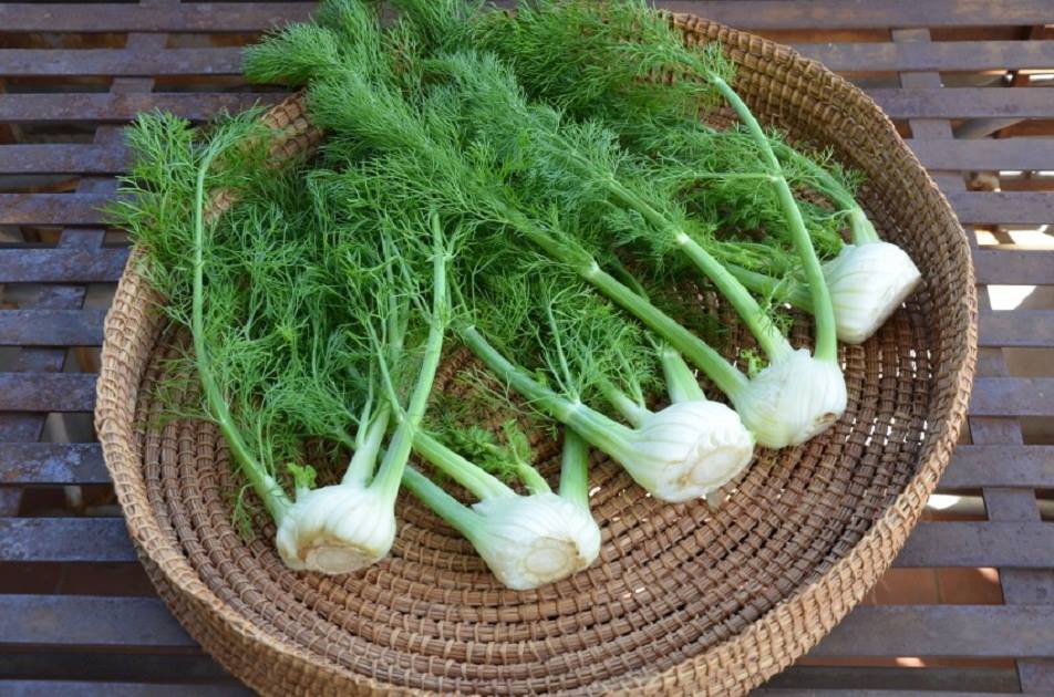 ผักชีลาวฝรั่ง SWEET FLORENCE FENNEL 50 เมล็ด