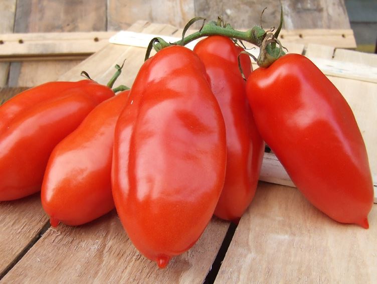 มะเขือเทศ ซานมาซาโน(San marzano Tomato)นิยมใช้ทำซอสมะเขือเทศหรือรัปประทานสด 20 เมล็ด