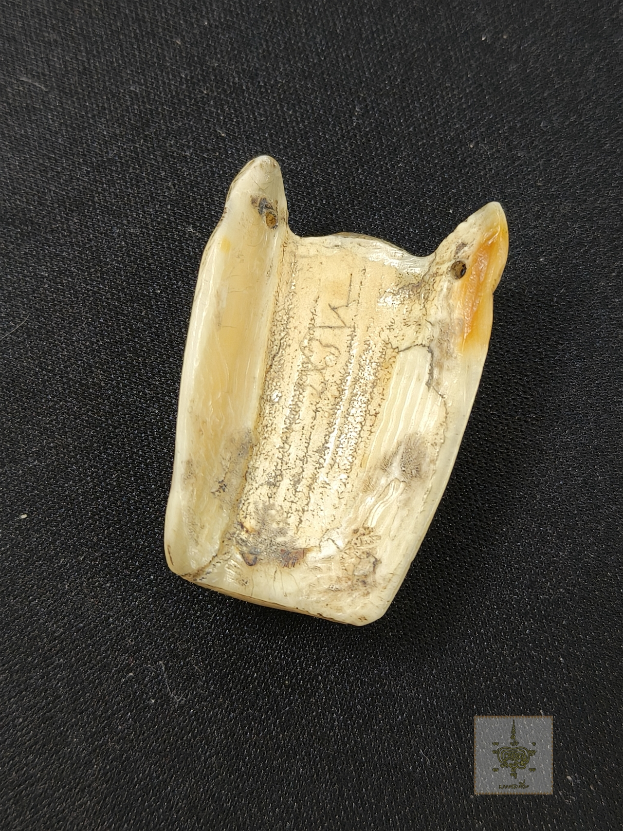 เขี้ยวหมูป่าแกะสลัก มีจารย์ยันต์