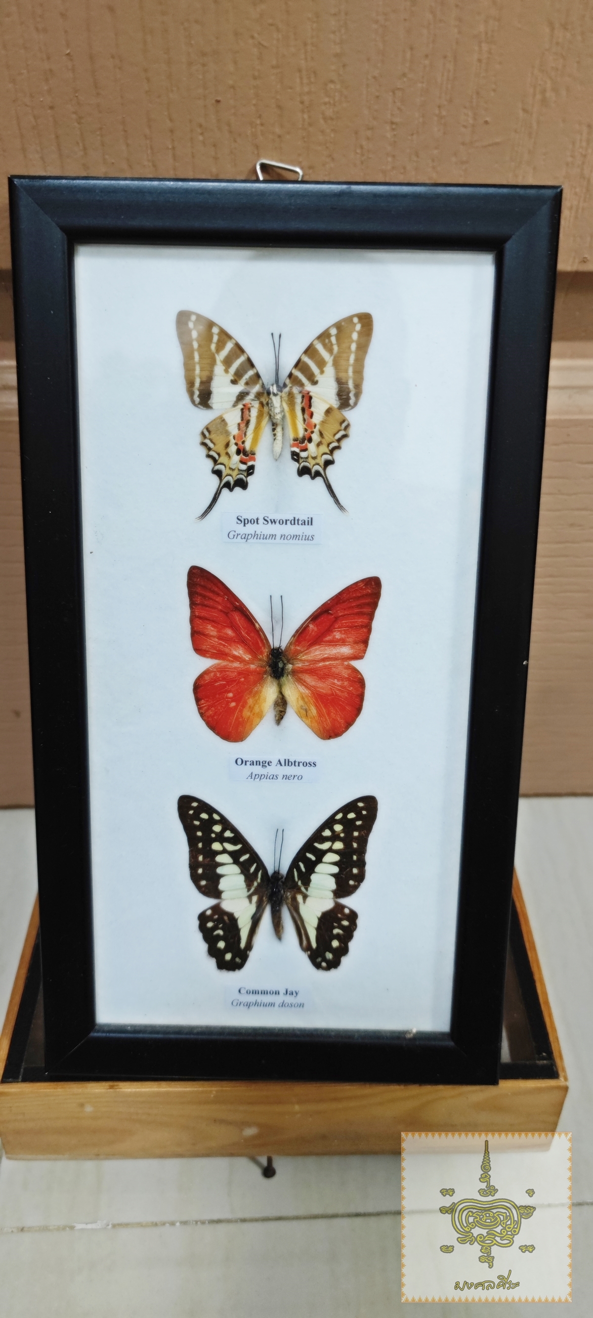 ชุดผีเสื้อสต๊าฟ