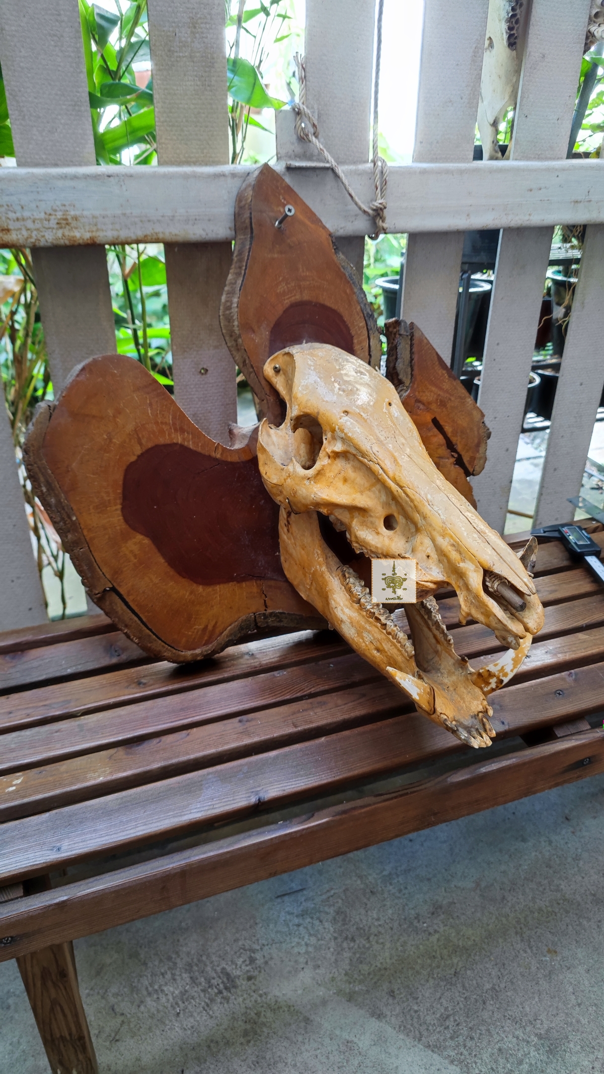 หัวหมูป่า