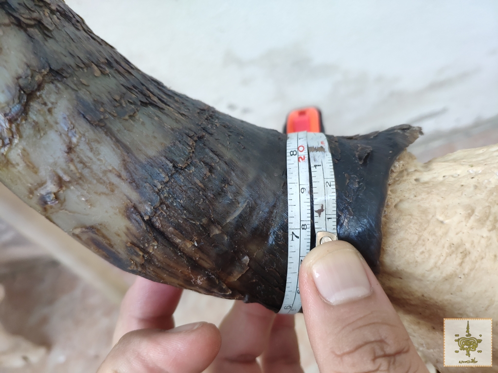 เขาวัว เหวี่ยงหลัง