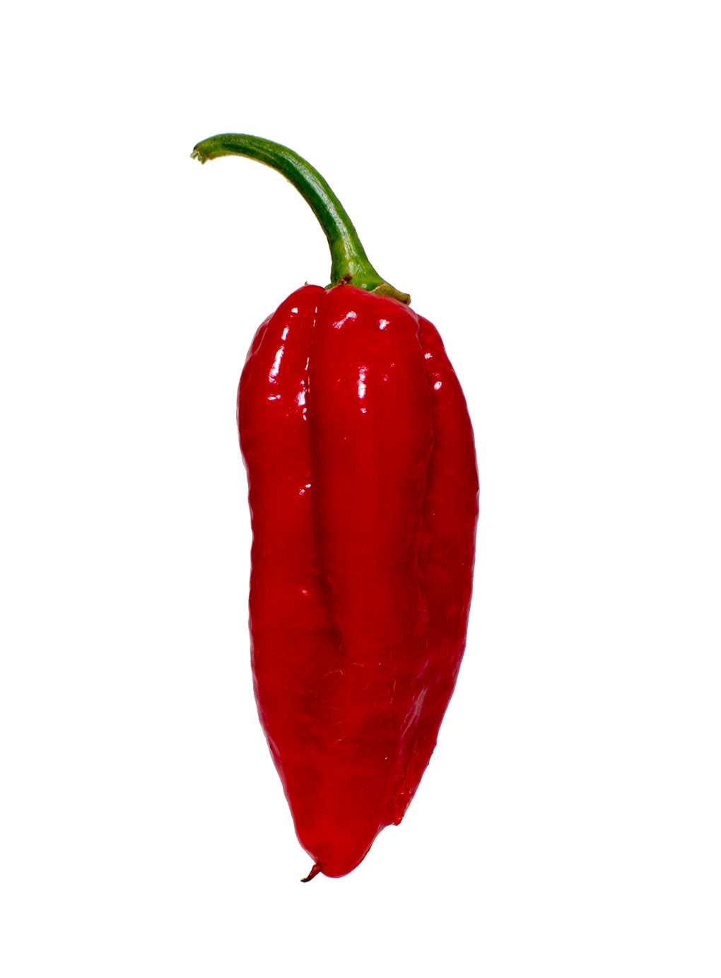 พริกนากามอริส Naga Morich Pepper ชุดละ 10 เมล็ด