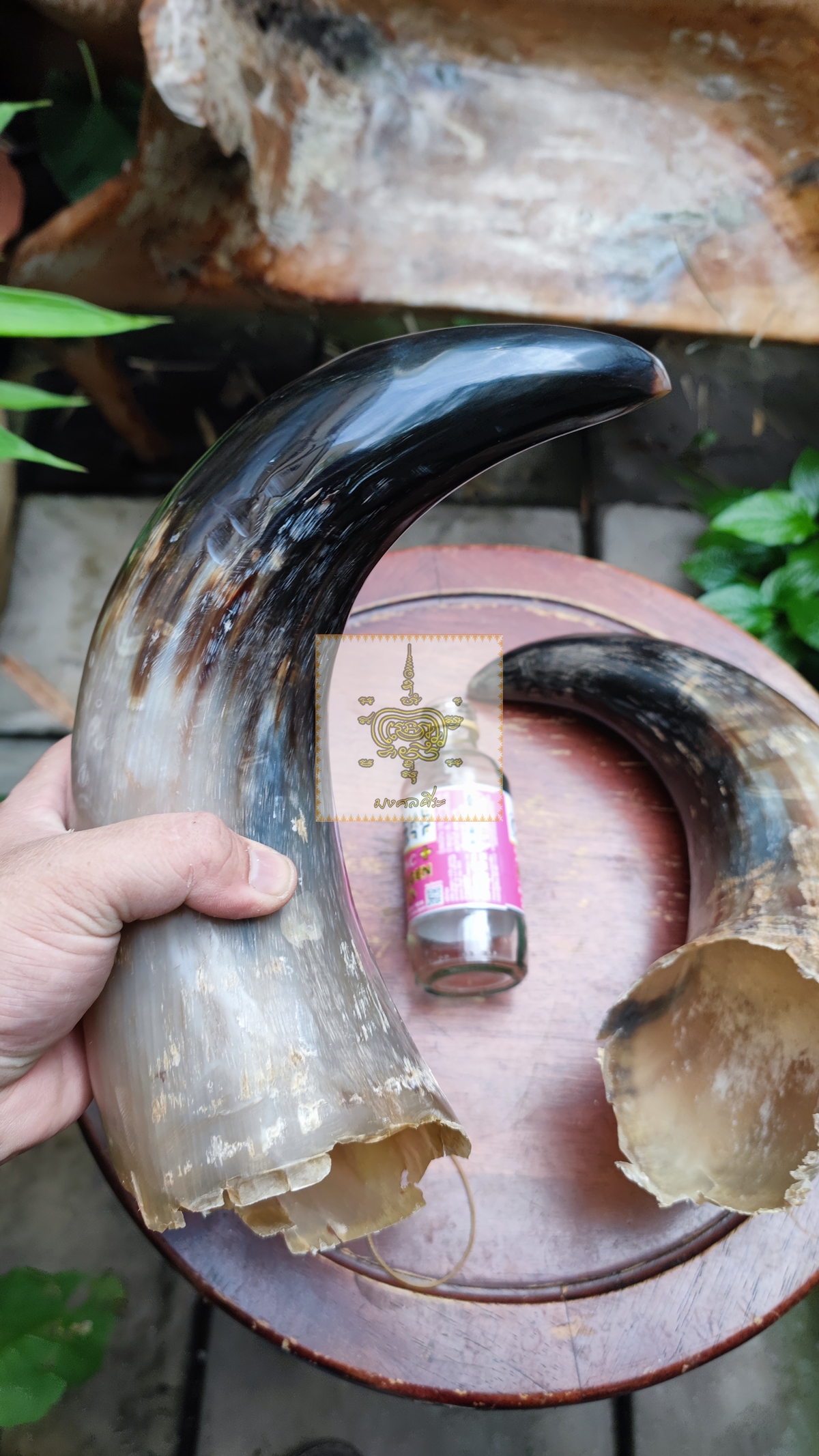 เขาวัวคู่ ขนาดใหญ่