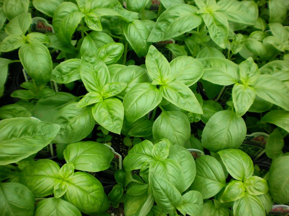 โหระพาฝรั่ง สีเขียว SWEET GENOVESE BASIL Herb 200 เมล็ด