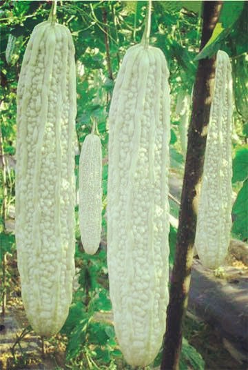 เมล็ดพันธุ์มะระญี่ปุ่น (สีขาว) 10 เมล็ด