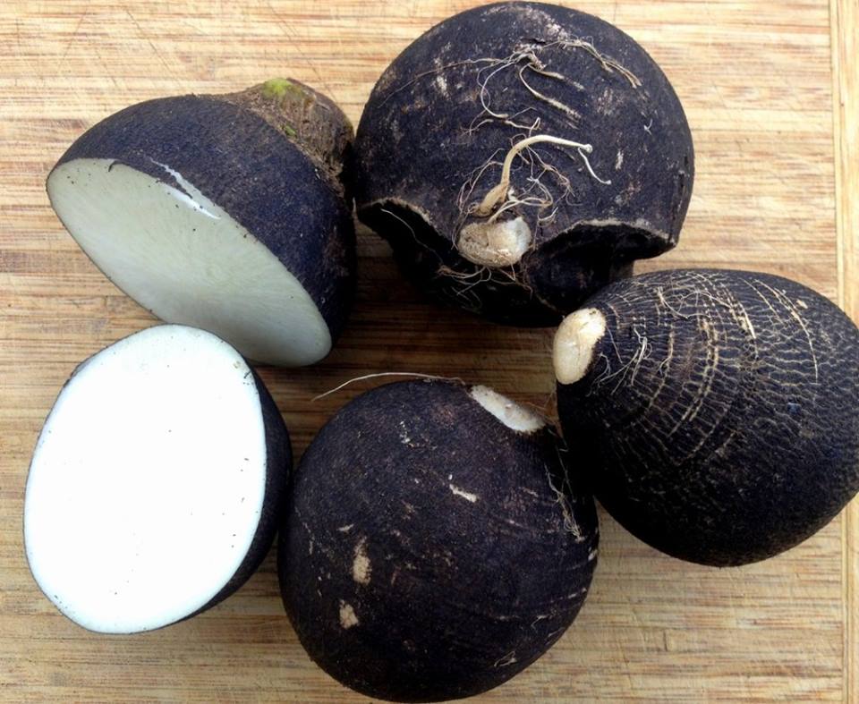 หัวไชเท้า สีดำ หรือ เรดิช สีดำ หัวกลม Radish - Black Spanish round 50 เมล็ด