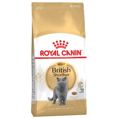 British Shorthair แมวโต พันธุ์บริติช ซอร์ตแฮร์