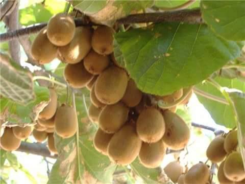 เมล็ดพันธุ์ กีวี เนื้อสีเขียว 10 เมล็ด