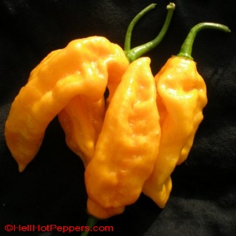 พริกปีศาจ สีเหลือง yellow bhut jolokia chili pepper 10 เมล็ด
