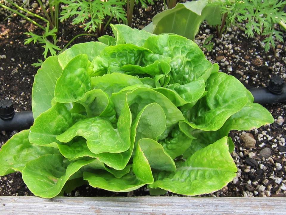 ผักสลัดบัตเตอร์ คลั้น Butter crunch leaf lettuce 200 เมล็ด