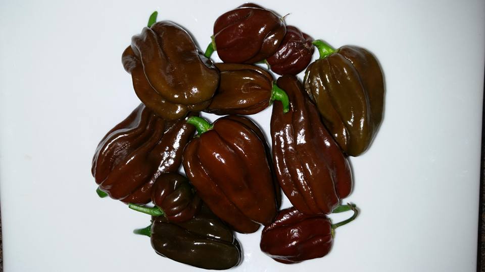 พริกฮาบานีโร สีน้ำตาล(กินได้) Brown habanero pepper 20 เมล็ด