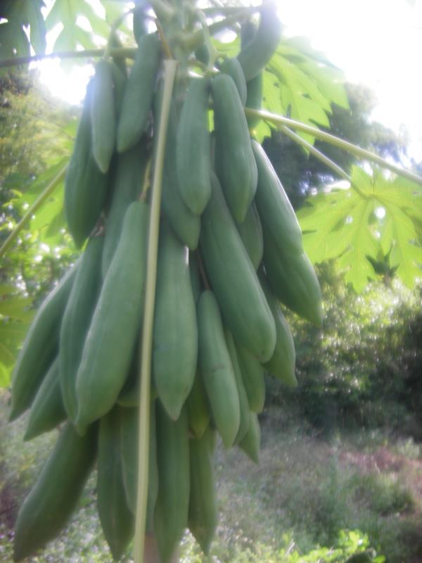 เมล็ดพันธุ์มะละกอแขกนวล 6 เมล็ด