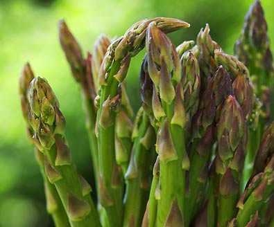 เมล็ดหน่อไม้ฝรั่ง Mary Washington Asparagus 20 เมล็ด