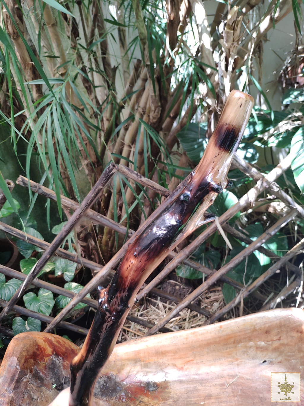 ไม้เท้า ไม้ปังยายา