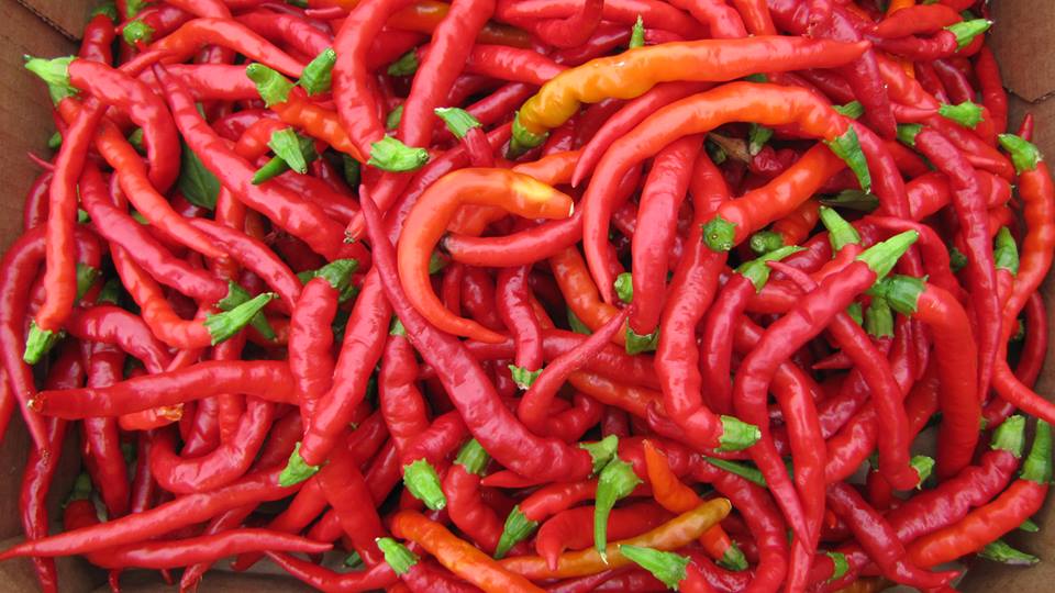 พริกเคยอน ลองสลิม Long red Cayenne Pepper 20 เมล็ด