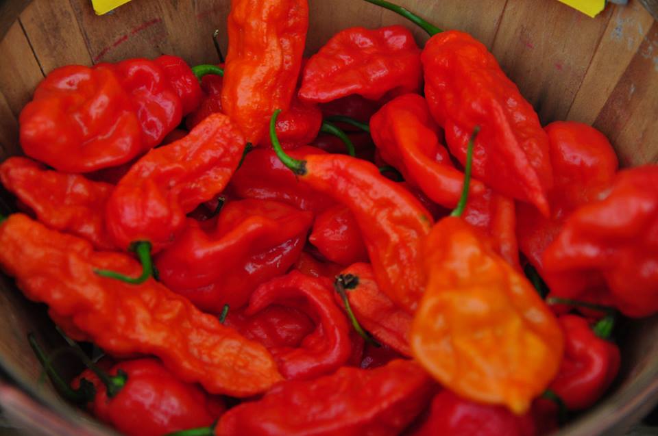 พริกปีศาจ Bhut Jolokia Pepper พริกเผ็ดติดอันดับโลก จำนวน 7 เมล็ด