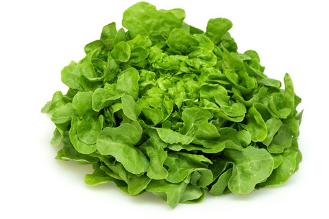 ผักสลัด กรีนโอ๊ค Green Oak Lettuce 100 เมล็ด