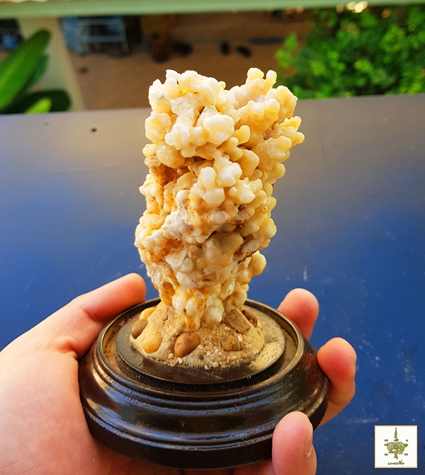 หินงอก หินย้อย ธรรมชาติ ติดแท่น 5