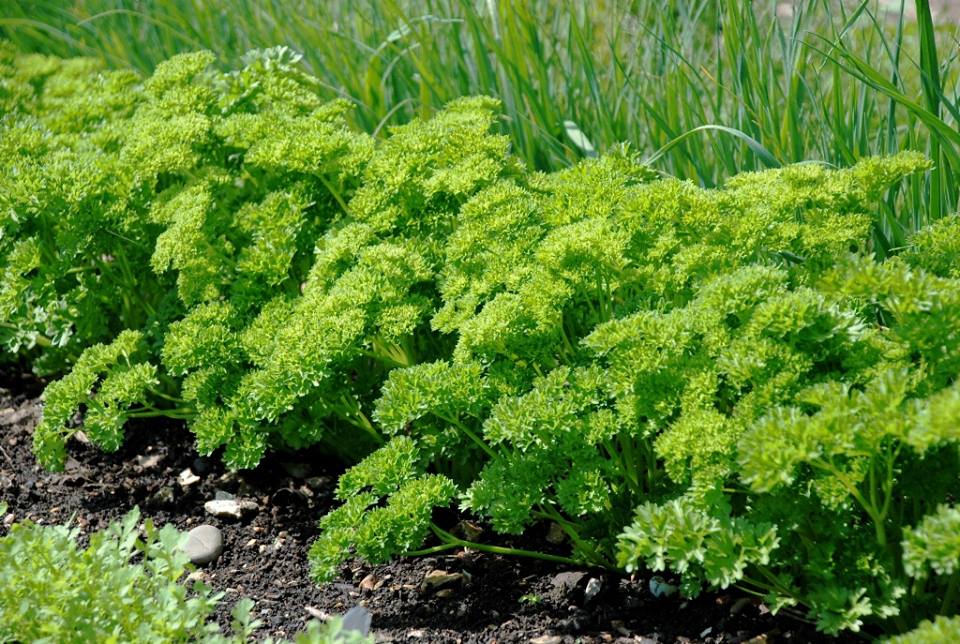 ผักชีฝรั่ง หรือ พาสเลย์ ใบหยิก MOSS CURLED PARSLEY 50 เมล็ด