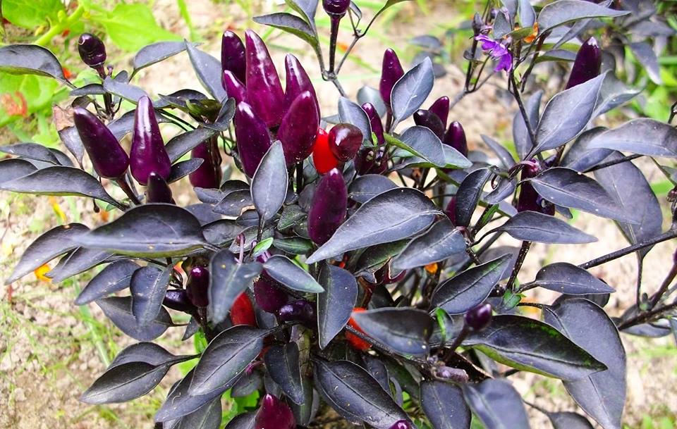 พริกราชินี Purple Prince Chilli 50 เมล็ด