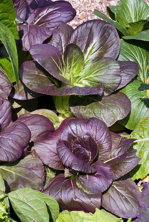 เมล็ดพันธุ์ กวางตุ้งฮองเต้ สีม่วง Purple Pak Choi 50 เมล็ด