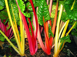 เมล็ดผักสลัด Mixed Swiss Chard ถุงละ 30 เมล็ด