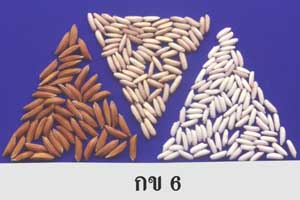 ข้าวเหนียว กข6