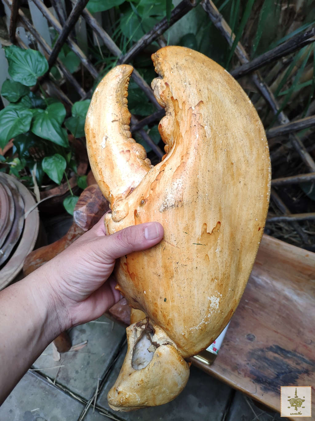 ก้ามปู 1 คู่