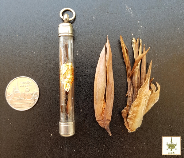 ตะกรุดว่านดอกทอง ตัวผู้-เมีย