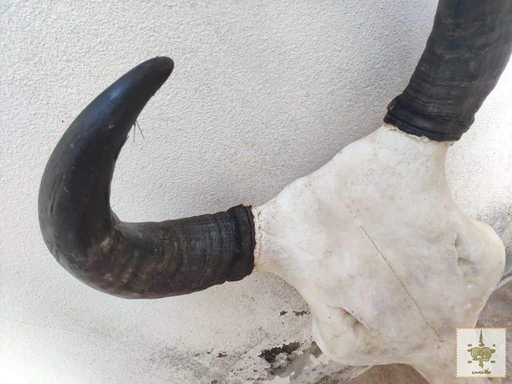 เขาวัว 6