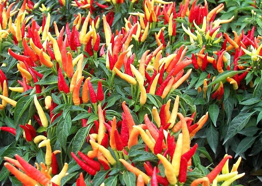 พริกกระจุก capsicum annuum 30 เมล็ด