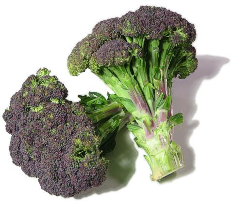 เมล็ดพันธุ์บร็อคโคลี่ Purple Broccoli 100 เมล็ด
