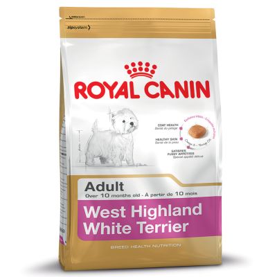 West Highland White Terrier Adult สุนัขโตพันธุ์แจ็ค รัสเซลล์ 1.5 กก.