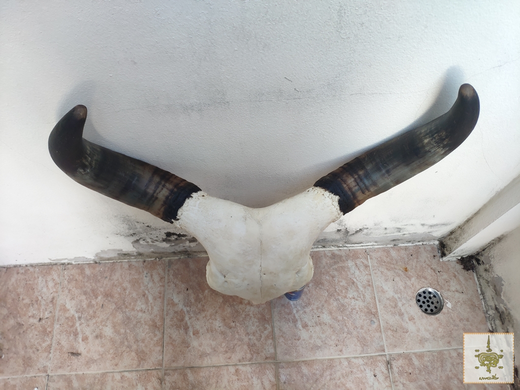 เขาวัว 4