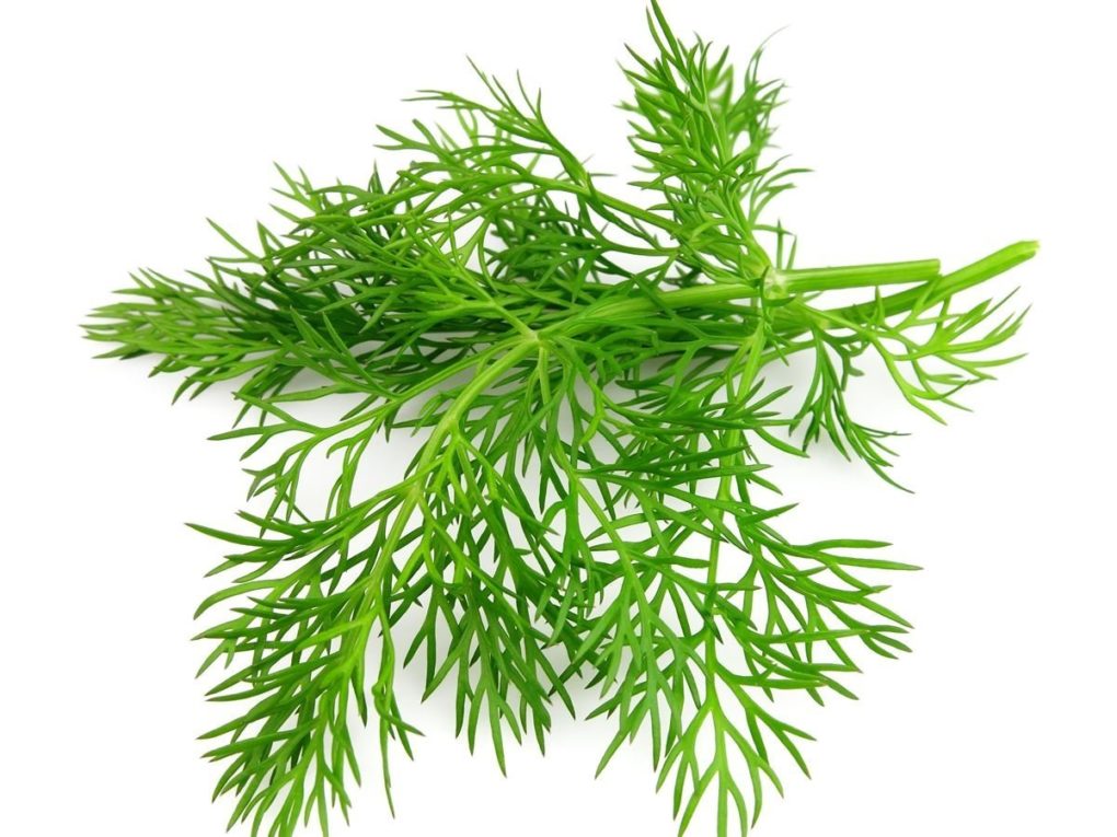เมล็ดพันธุ์ ผักชีลาวฝรั่ง Dill Bouquet herb 200 เมล็ด