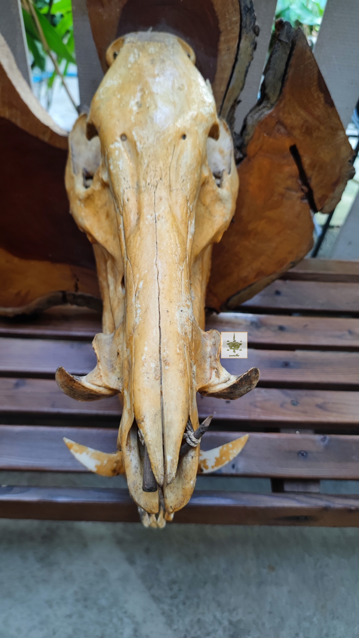 หัวหมูป่า