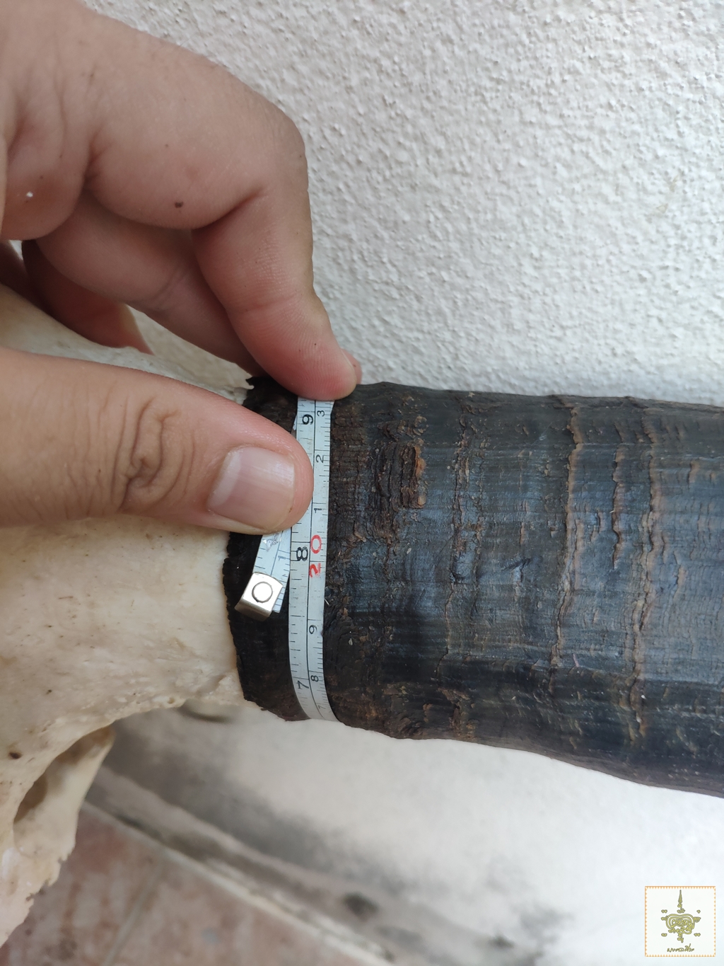 เขาวัว 3