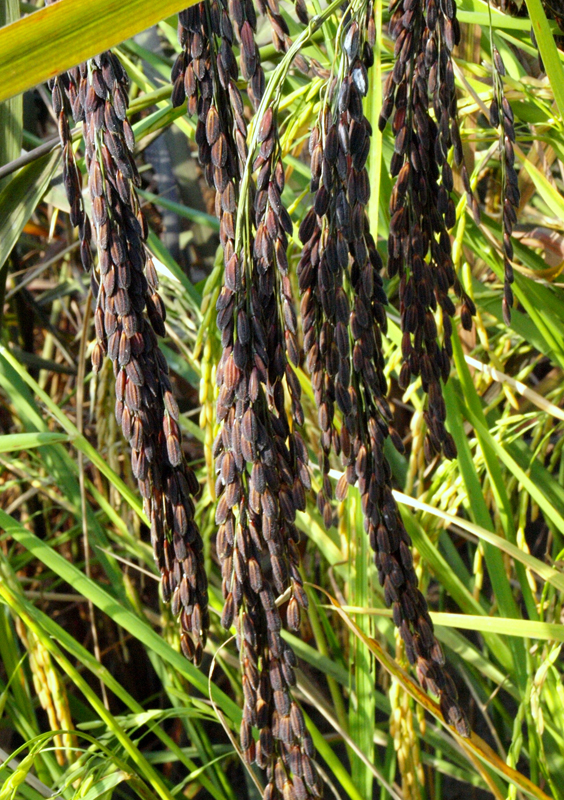 เมล็ดพันธุ์ข้าวเหนียวลืมผัว(ชั้นพันธุ์หลัก)