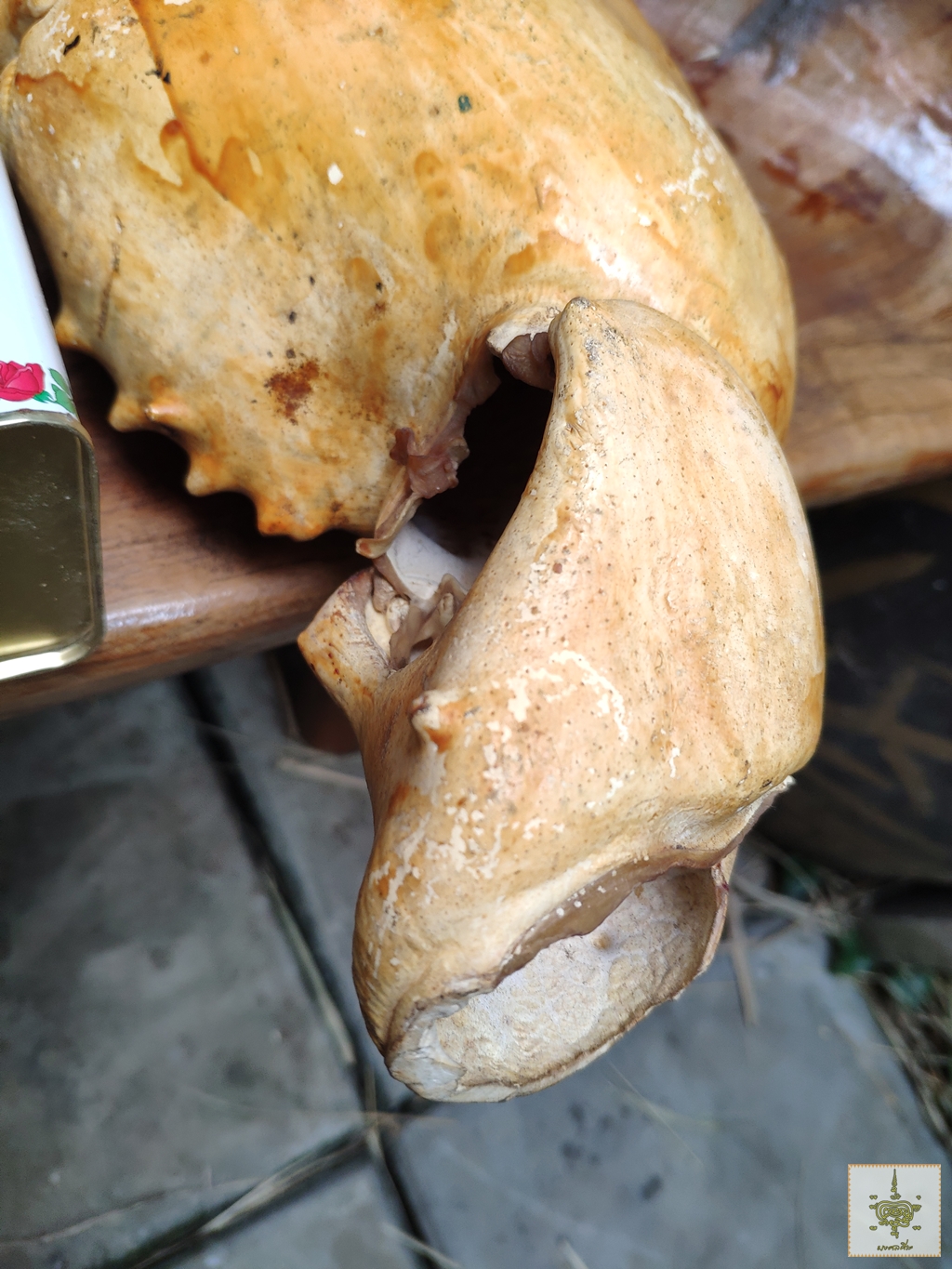 ก้ามปู 1 คู่