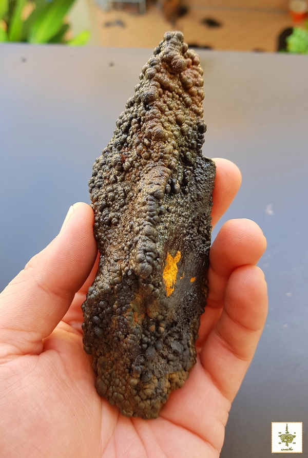 เหล็กไหลงอกเจ็ดสี เขาในปง ใหญ่