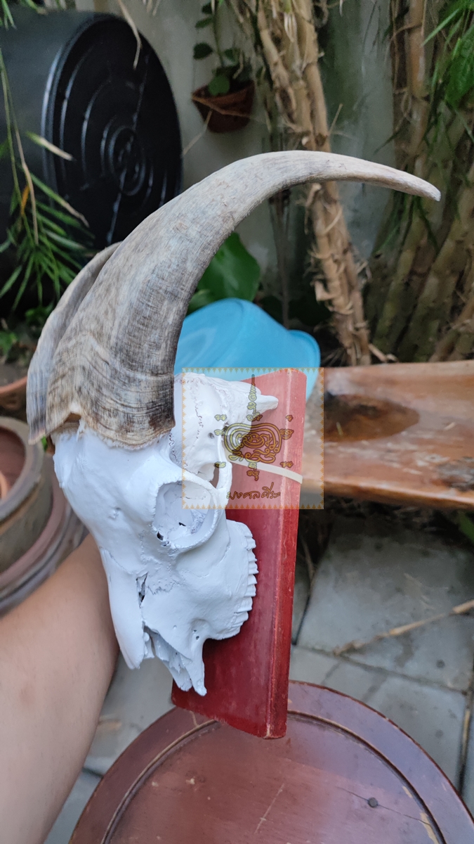 แพะซาแนม ติดแป้นไม้